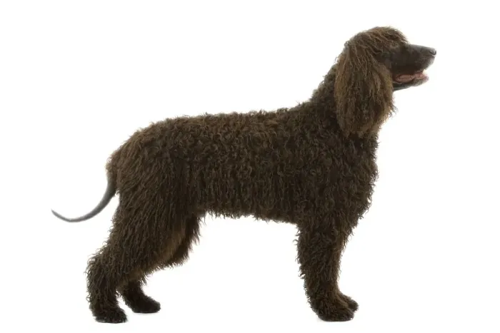 Framed Print : Dog - Irish Water Spaniel