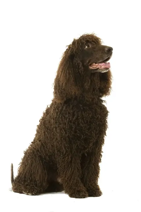 Framed Print : Dog - Irish Water Spaniel Framed Print : Dog - Irish Water Spaniel