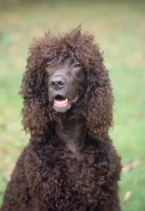 Framed Print : Dog - Irish Water Spaniel Framed Print : Dog - Irish Water Spaniel