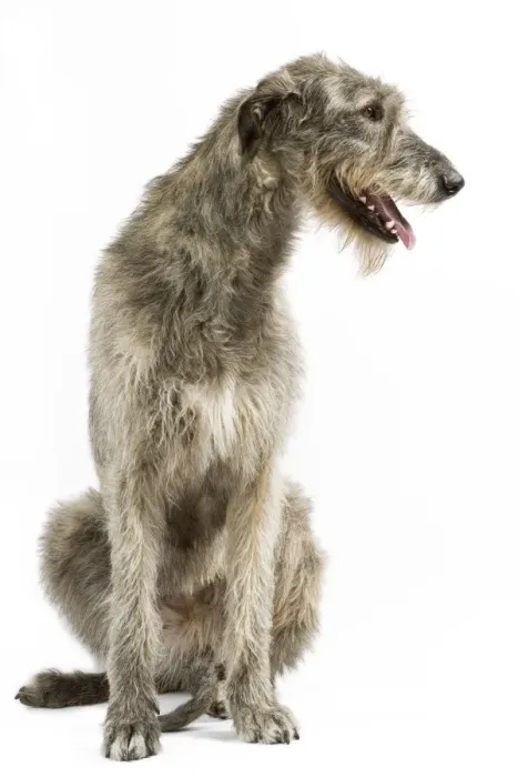Framed Print : Dog - Irish Wolfhound Framed Print : Dog - Irish Wolfhound