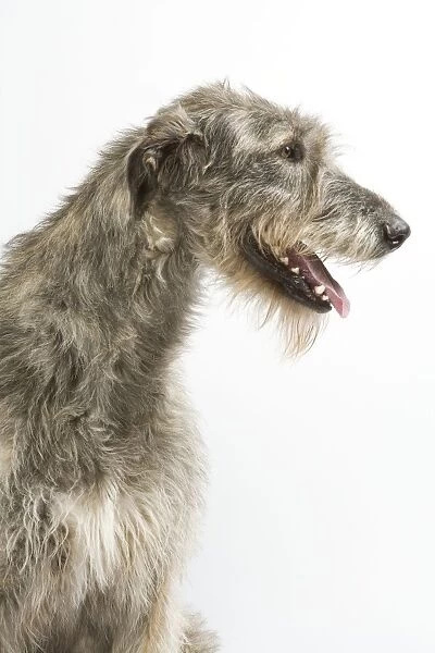 Dog - Irish Wolfhound - with mouth open