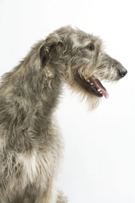 Framed Print : Dog - Irish Wolfhound - with mouth open Framed Print : Dog - Irish Wolfhound - with mouth open