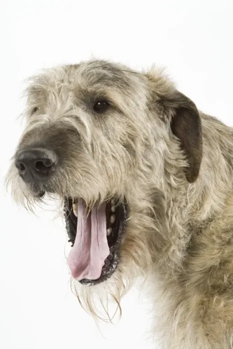 Framed Print : Dog - Irish Wolfhound - with mouth wide open Framed Print : Dog - Irish Wolfhound - with mouth wide open