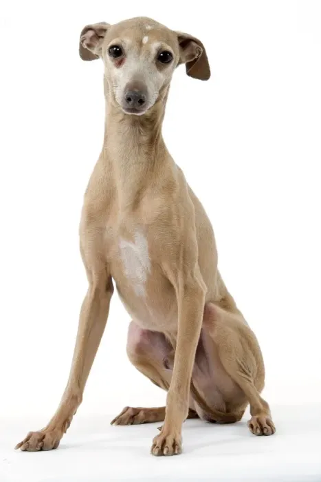 Framed Print : Dog - Italian Greyhound Framed Print : Dog - Italian Greyhound