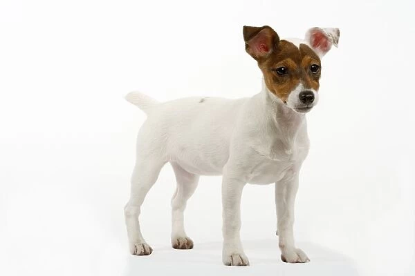 Dog - Jack Russel (4 month puppy)