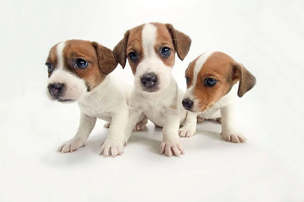 DOG - Jack Russel Terrier, three puppies