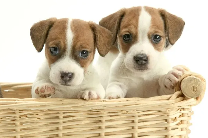 Framed Print : DOG - Jack Russel Terrier, two puppies in basket Framed Print : DOG - Jack Russel Terrier, two puppies in basket