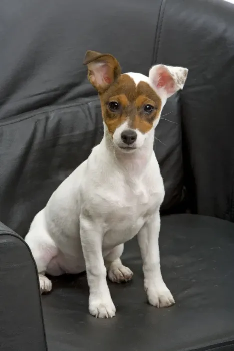 Framed Print : Dog - Jack Russell - 4 month old puppy sitting on chair Framed Print : Dog - Jack Russell - 4 month old puppy sitting on chair