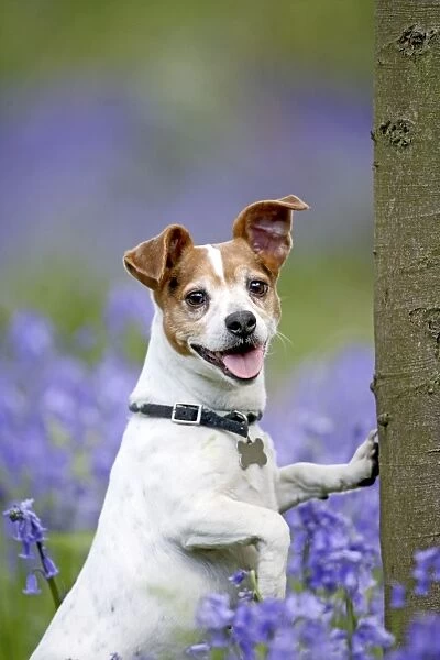 Dog - Jack Russell - in bluebell wood 007342