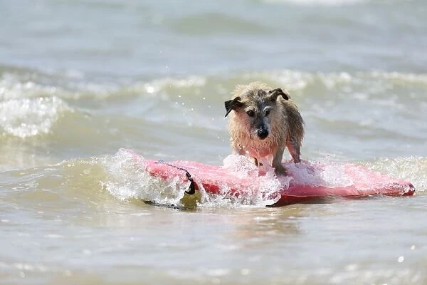 DOG. Jack russell cross breed surfing