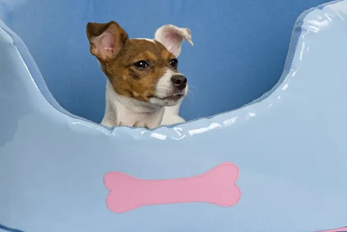 Framed Print : Dog - Jack Russell - in dog bed Framed Print : Dog - Jack Russell - in dog bed