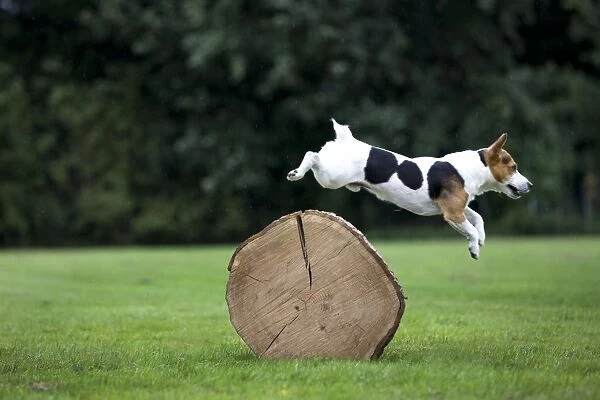 Dog - Jack Russell jumping over cut tree trunk