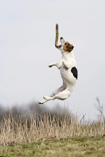 Dog - Jack Russell - jumping for stick - Bedfordshire - UK 006914