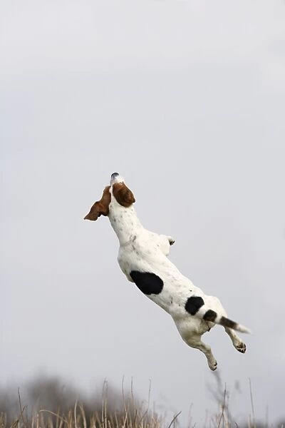 Dog - Jack Russell - jumping for stick - Bedfordshire - UK 006913