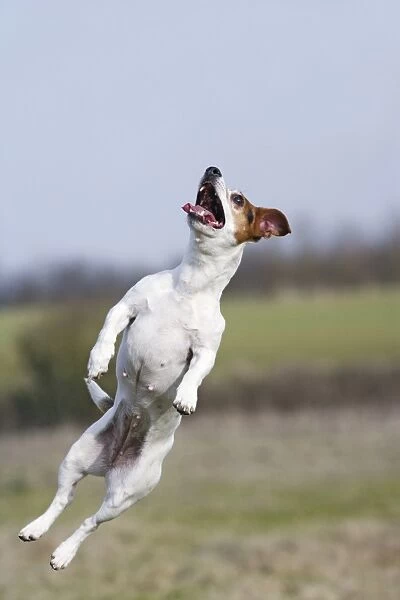 Dog - Jack Russell - jumping for stick - Bedfordshire - UK 006899