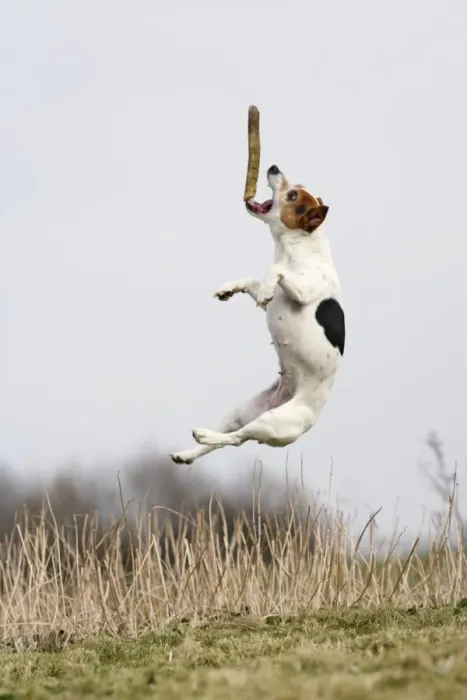 Framed Print : Dog - Jack Russell - jumping for stick - Bedfordshire - UK 006914 Framed Print : Dog - Jack Russell - jumping for stick - Bedfordshire - UK 006914