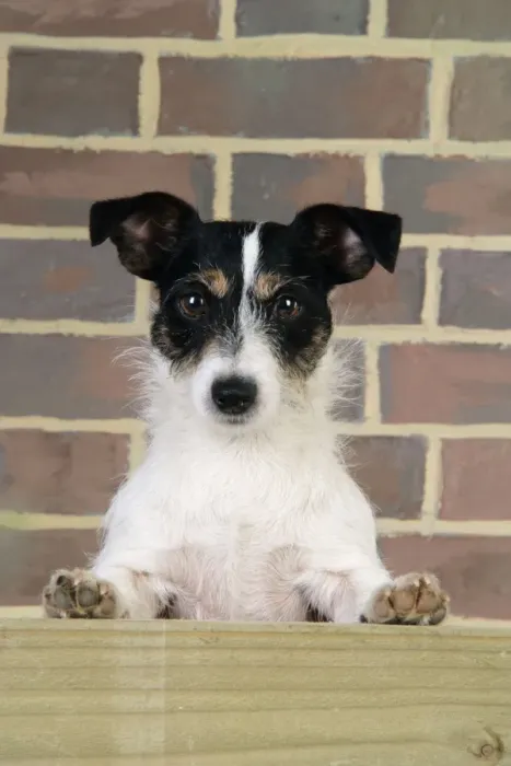 Framed Print : Dog. Jack Russell looking over wooden barrier Framed Print : Dog. Jack Russell looking over wooden barrier
