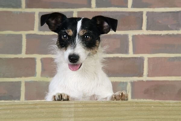 Dog. Jack Russell looking over wooden barrier