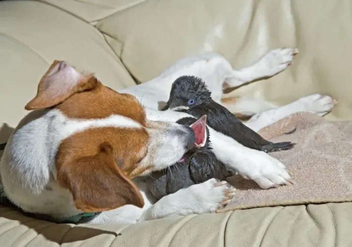 Framed Print : Dog - Jack Russell mothers baby Jackdaws 005686 Framed Print : Dog - Jack Russell mothers baby Jackdaws 005686