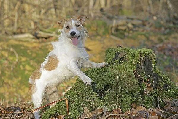 Dog - Jack Russell with paws on tree stump in autumn. UK