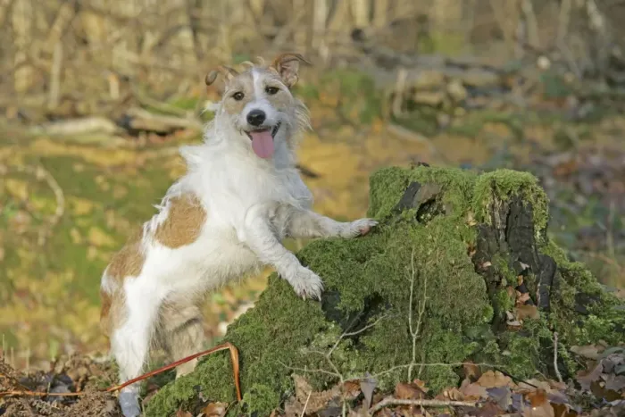 Framed Print : Dog - Jack Russell with paws on tree stump in autumn. UK Framed Print : Dog - Jack Russell with paws on tree stump in autumn. UK