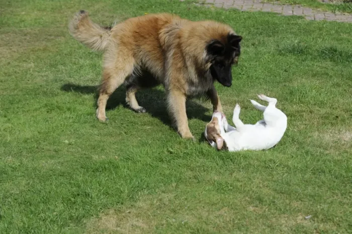Framed Print : DOG. Jack russell playing with larger dog being submissive Framed Print : DOG. Jack russell playing with larger dog being submissive
