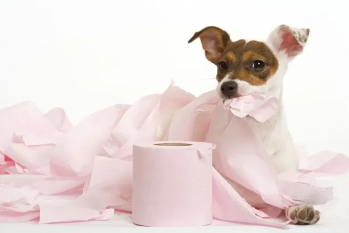 Framed Print : Dog - Jack Russell - playing with toilet tissue Framed Print : Dog - Jack Russell - playing with toilet tissue