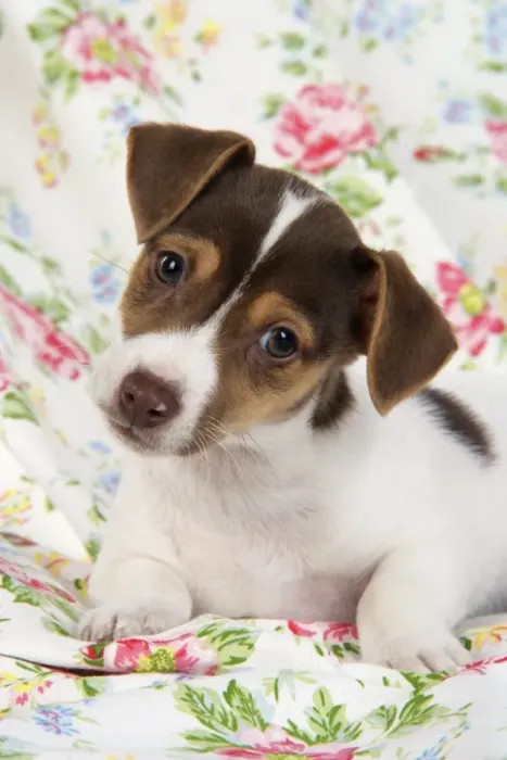Framed Print : Dog. Jack Russell puppy (8 weeks old) Framed Print : Dog. Jack Russell puppy (8 weeks old)