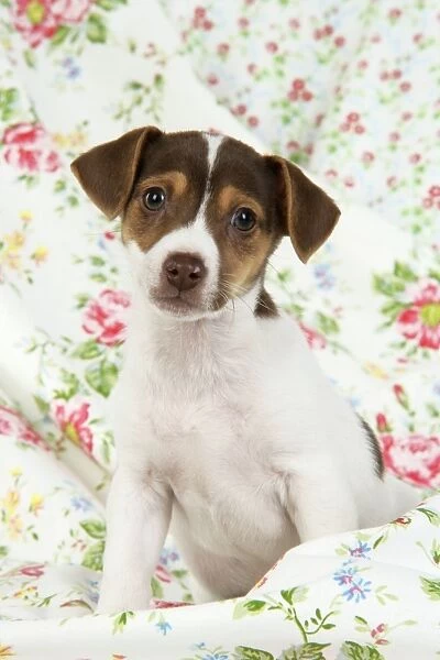Dog. Jack Russell puppy (8 weeks old)