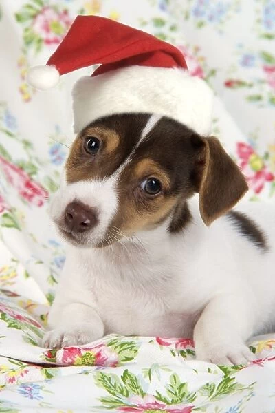 Dog. Jack Russell puppy (8 weeks old) wearing Chriatmas hat. Digital Manipulation: JD hat