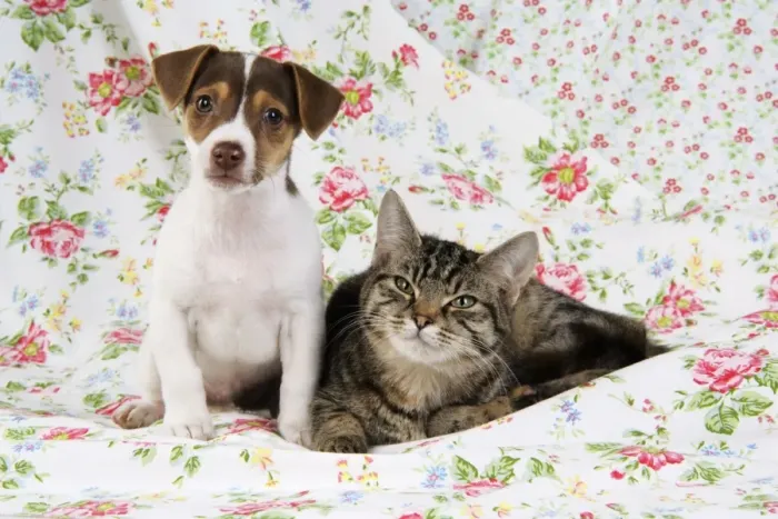 Framed Print : Dog. Jack Russell puppy (8 weeks old) and cat Framed Print : Dog. Jack Russell puppy (8 weeks old) and cat