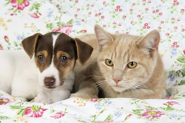 Dog. Jack Russell puppy (8 weeks old) and cat