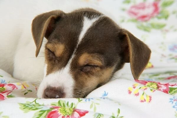 Dog. Jack Russell puppy (8 weeks old) sleeping