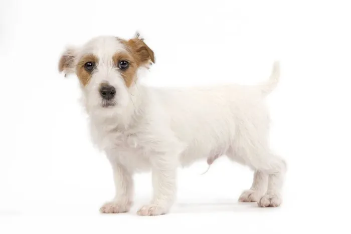 Framed Print : Dog - Jack Russell puppy in studio
