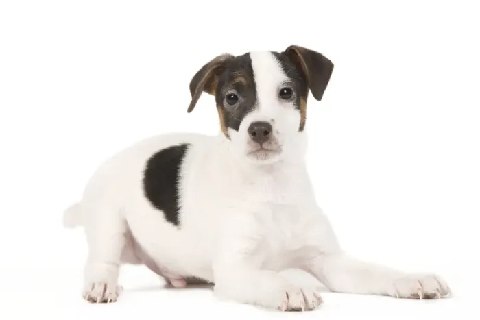 Framed Print : Dog - Jack Russell puppy in studio