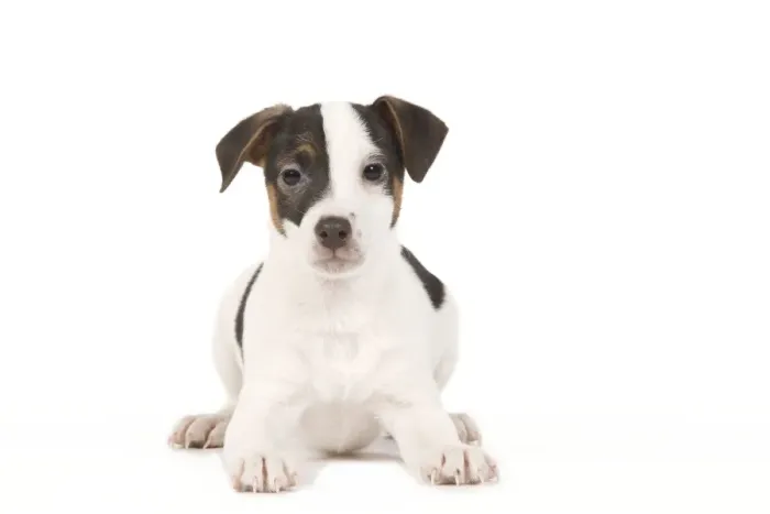 Framed Print : Dog - Jack Russell puppy in studio Framed Print : Dog - Jack Russell puppy in studio