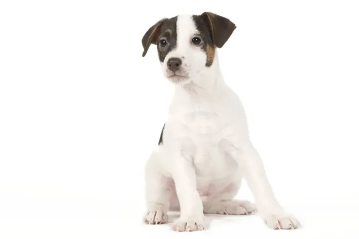 Framed Print : Dog - Jack Russell puppy in studio