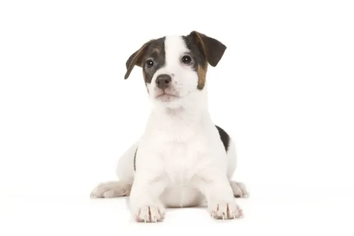 Framed Print : Dog - Jack Russell puppy in studio Framed Print : Dog - Jack Russell puppy in studio