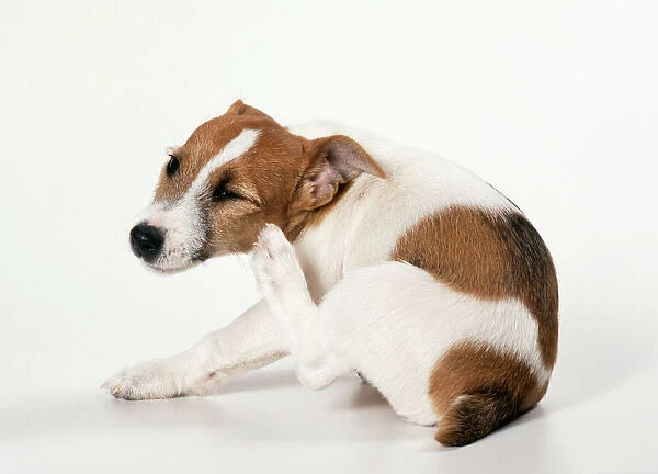DOG - Jack Russell, scratching itself