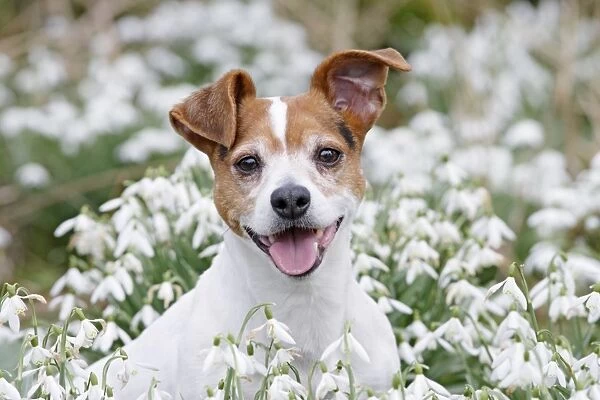 Dog - Jack Russell - sitting in snowdrops - Bedfordshire - UK 006881