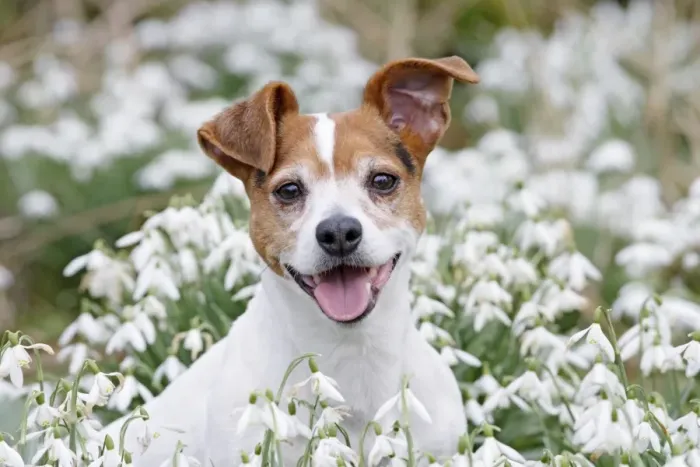Framed Print : Dog - Jack Russell - sitting in snowdrops - Bedfordshire - UK 006881 Framed Print : Dog - Jack Russell - sitting in snowdrops - Bedfordshire - UK 006881