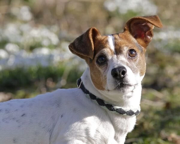 Dog - Jack russell in snowdrops