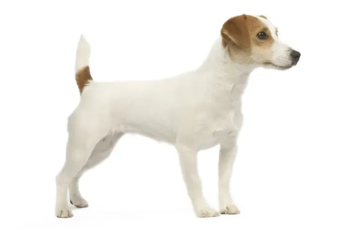 Framed Print : Dog - Jack Russell - in studio Framed Print : Dog - Jack Russell - in studio