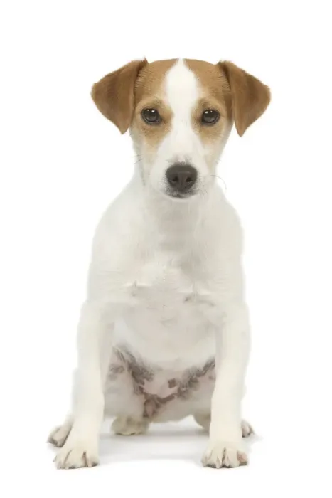 Framed Print : Dog - Jack Russell - in studio Framed Print : Dog - Jack Russell - in studio