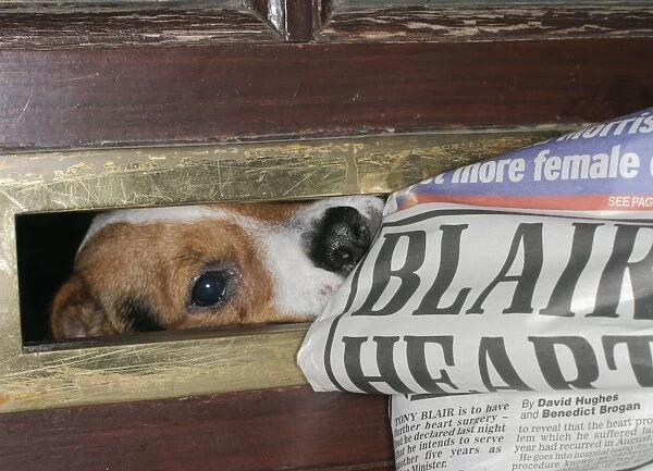 Dog Jack Russell takes paper at letterbox