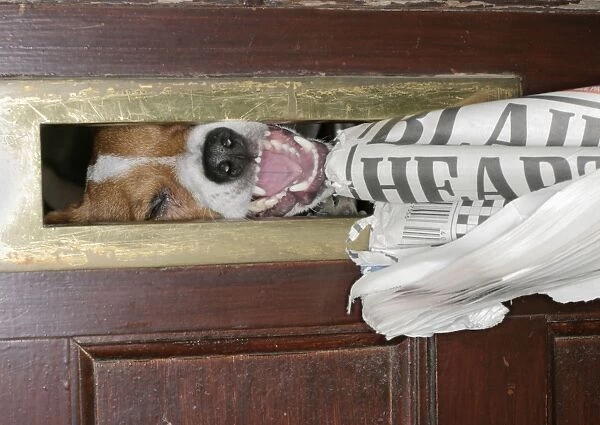 DOG - Jack Russell takes paper at letterbox
