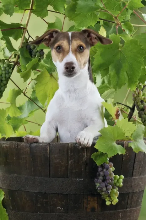 Framed Print : DOG. Jack russell terrier in a barrel with grapes Framed Print : DOG. Jack russell terrier in a barrel with grapes