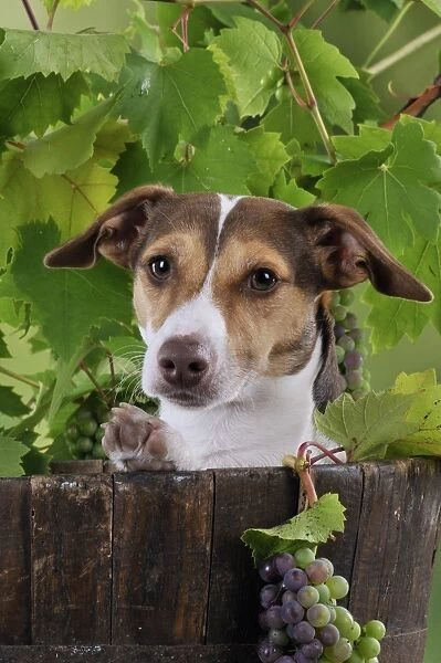 DOG. Jack russell terrier in a barrel with grapes