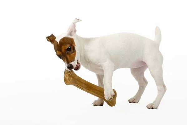 Dog - Jack Russell Terrier - With bone