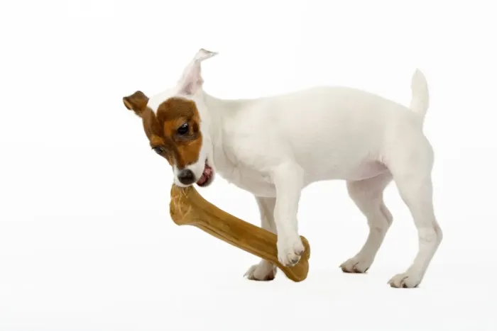 Framed Print : Dog - Jack Russell Terrier - With bone Framed Print : Dog - Jack Russell Terrier - With bone